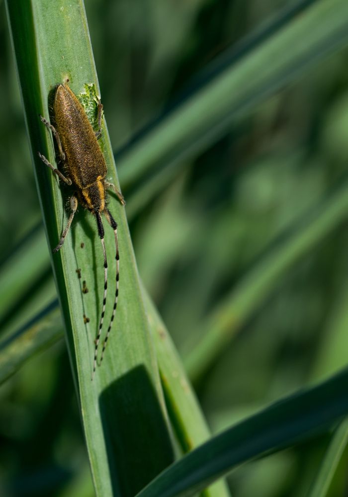 Insekticidi